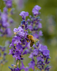 Bee on lavander