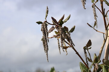 Architectural plant garrya elliptica bush against grey sky with copy space
