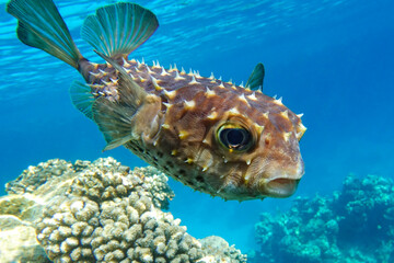 Yellowspotted burrfish, Red sea