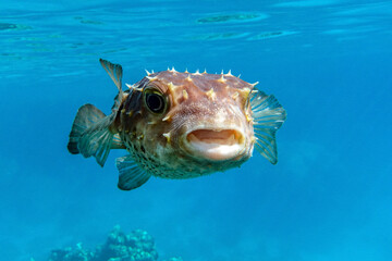 Yellowspotted burrfish, Red sea