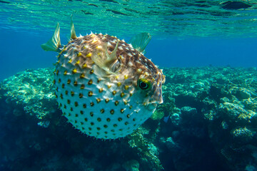 Yellowspotted burrfish  is in a defensive position