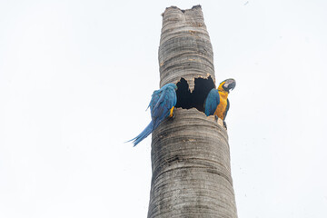 Couple of weeks Blue-and-yellow Macaw