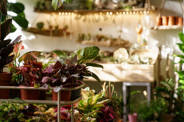 Small business and gardening concept. Cozy flower shop interior, selective soft focus on potted...