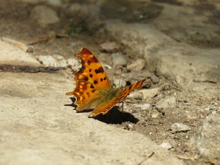 Orange and brown butterfly with open wings