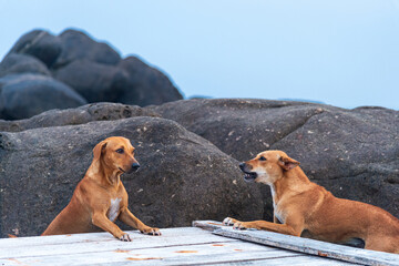 Dogs on the Sri Lanka beach