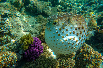 Yellowspotted burrfish  is in a defensive position