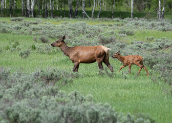 Naklejka na ściany i meble Grand Teton Elk Cow and Calf