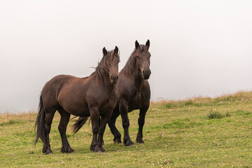 Pair of wild black iberian horses