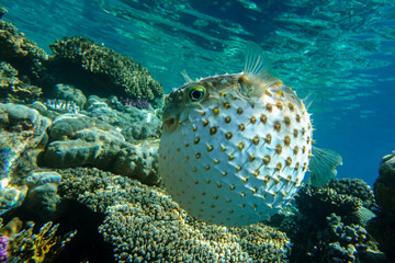 Yellowspotted burrfish  is in a defensive position