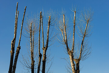  a tree with drunken branches stands against the blue sky