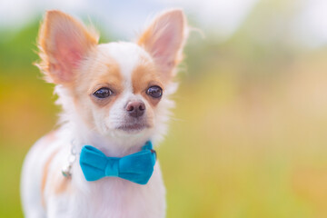 White chihuahua dog on a bench in nature. Dog, puppy.