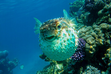 Yellowspotted burrfish  is in a defensive position