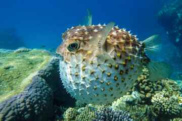 Yellowspotted burrfish  is in a defensive position © mirecca