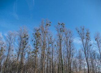Viele Misteln auf altem Obstbaum