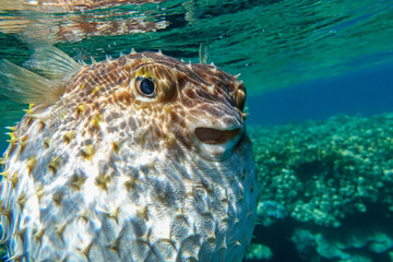 Yellowspotted burrfish is in a defensive position,