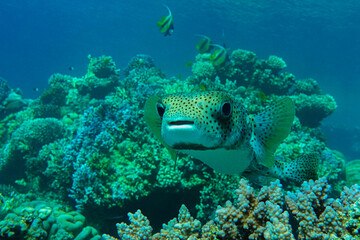 Naklejka na ściany i meble Porcupinefish (Diodon hystrix) on a coral reef Red sea