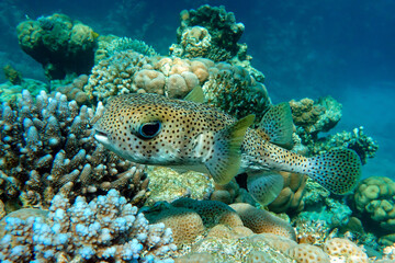 Porcupinefish (Diodon hystrix) on a coral reef Red sea © mirecca