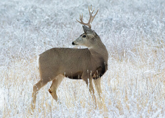 Young mule deer buck in a snow covered field. Wildlife of Colorado.