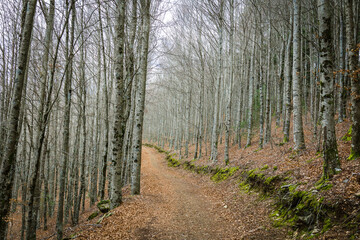 Beautiful beeches forest in the winter. Beeches forest in the region of Manteigas, Serra da Estrela - Portugal