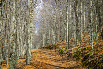 Beautiful beeches forest in the winter. Beeches forest in the region of Manteigas, Serra da Estrela - Portugal