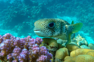 Porcupinefish (Diodon hystrix) on a coral reef Red sea