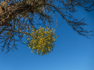 Viele Misteln auf altem Obstbaum