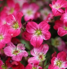 Fototapeta na wymiar Full frame close up of beautiful pink saxifrage blooms showing stamen detail