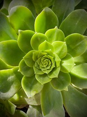 Echeveria succulent closeup