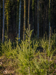 Wiederaufforstung im Mischwald durch Neuanpflanzung von jungen Bäumen