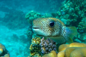 Fototapeta premium Porcupinefish (Diodon hystrix) on a coral reef Red sea