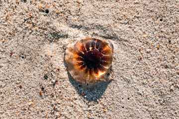 A translucent jellyfish washed up on a sandy beach 