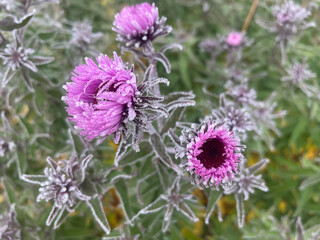 Flowers in the garden covered with frost in winter