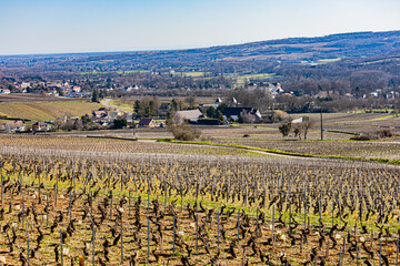 Vignes en Côte d'Or à Santenay en fin d'hiver.