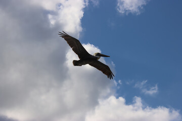 Pelican from Below