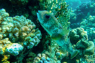 Fototapeta na wymiar Porcupinefish (Diodon hystrix) on a coral reef Red sea