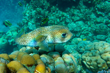 Naklejka na ściany i meble Porcupinefish (Diodon hystrix) on a coral reef Red sea