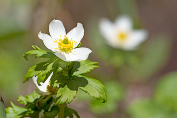Globeflower