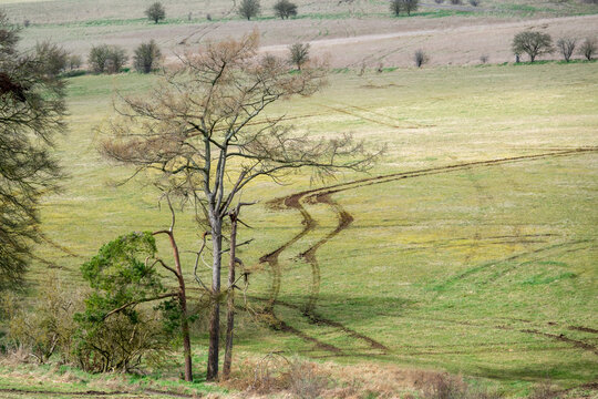 tall winter trees with zig-zag tank tranks in the open fields as backdrop