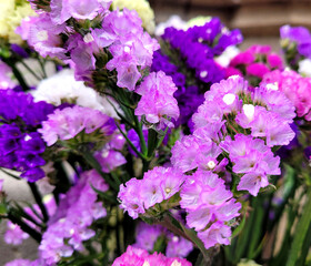 Fototapeta premium Pink and purple flowers in the garden 