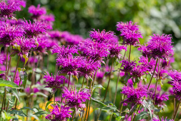 Obraz premium Monarda didyma Balmy Purple flowers gathered