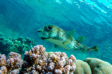 Porcupinefish (Diodon hystrix) on a coral reef Red sea