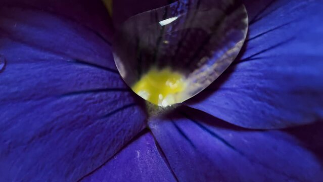 Spinning water droplets with glints of light on a blue viola flower, close-up, above view 