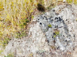 acrylic oil drawing of grass earth stone