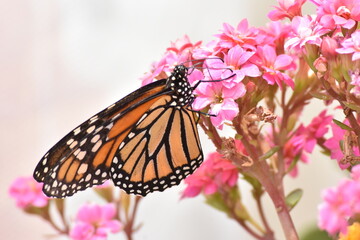 Fototapeta na wymiar Mariposa Monarca