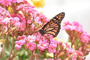 Fototapeta na wymiar Mariposa Monarca
