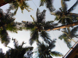 Fototapeta na wymiar palm, tree, sky, tropical, nature, coconut, summer, trees, beach, palm tree, green, palms, plant, travel, leaf, blue, vacation, sea, holiday, exotic, island, blue sky, sun, sunny, leaves