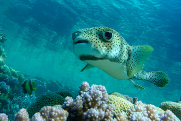 Porcupinefish (Diodon hystrix) on a coral reef Red sea