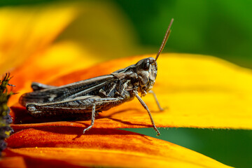 grasshopper resting on rudbeckia flower in garden - obrazy, fototapety, plakaty