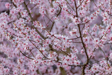 Selective focus of branches white pink Cherry blossoms on the tree under blue sky and sun, Beautiful Sakura flowers in spring season in the park, Floral pattern texture, Nature wallpaper background.