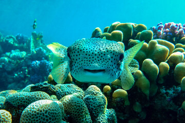 Porcupinefish (Diodon hystrix) on a coral reef Red sea